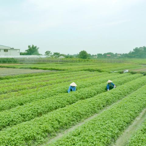 Rau sạch được trồng tại Cộng Hòa, Quảng Yên, Quảng Ninh